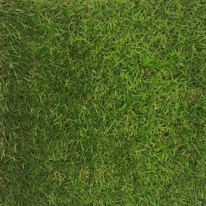 CCGRASS AMPLE
